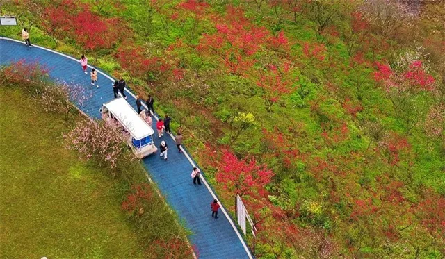 3000亩桃花林,这个春天来泸州龙湖水乡行好运!(图7) 7.jpg