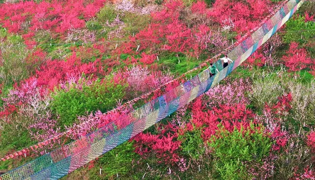 3000亩桃花林,这个春天来泸州龙湖水乡行好运!