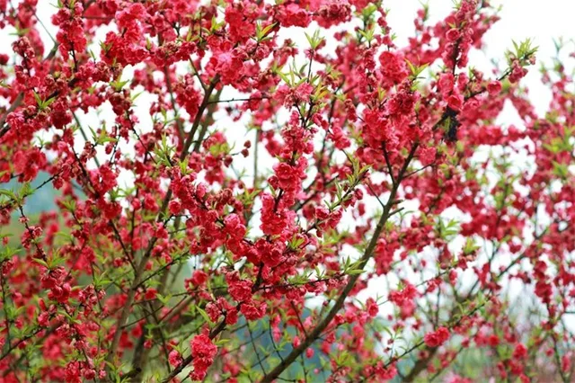 3000亩桃花林,这个春天来泸州龙湖水乡行好运!(图5) 5.jpg