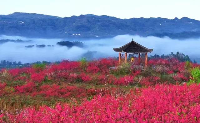 3000亩桃花林,这个春天来泸州龙湖水乡行好运!(图6) 6.jpg