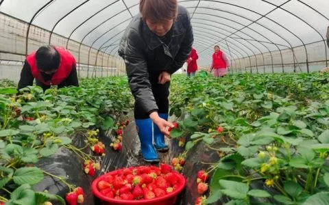 草莓飘香引客来，纳溪区“甜蜜产业”助力乡村振兴