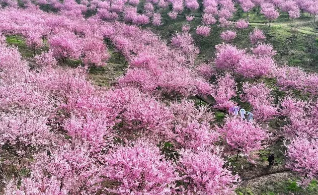 音乐节、酒博会、赏花、品茶……今年春天,泸州文旅活动一波接一波!(图11) 11.jpg