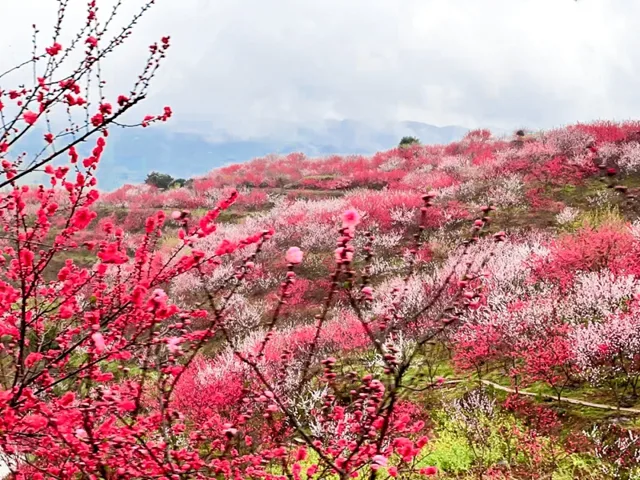 音乐节、酒博会、赏花、品茶……今年春天,泸州文旅活动一波接一波!(图13) 13.jpg