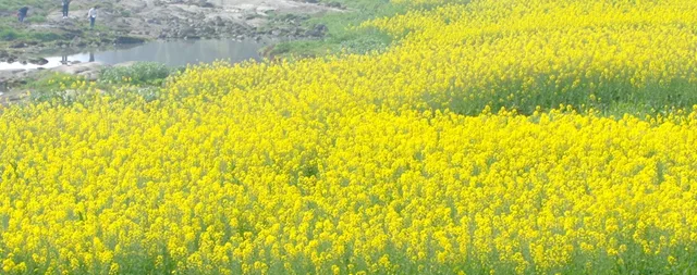 音乐节、酒博会、赏花、品茶……今年春天,泸州文旅活动一波接一波!(图12) 12.jpg