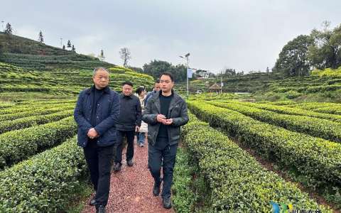 四川省市场监管局知识产权处处长许忠一行到纳溪调研指导“纳溪特早茶”工作