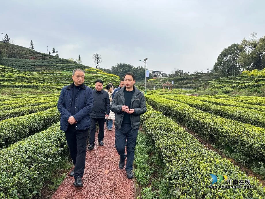四川省市场监管局知识产权处处长许忠一行到纳溪调研指导“纳溪特早茶”工作(图1) 许.png