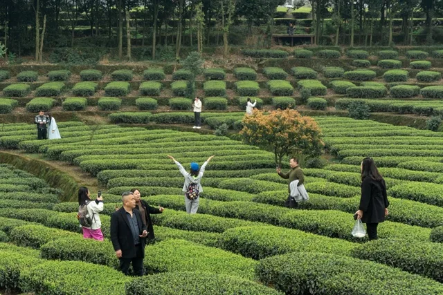 八方宾客奔赴叙永红岩村,沉浸式体验茶旅文化(图4) 4.jpg