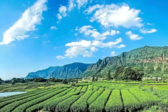 八方宾客奔赴叙永红岩村,沉浸式体验茶旅文化(图3) 3.jpg