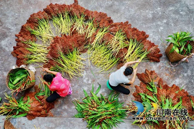 龙马潭:集聚要素 建圈强链 推进白酒产业优势优先融合发展(图3) 龙马潭有机高粱.jpg