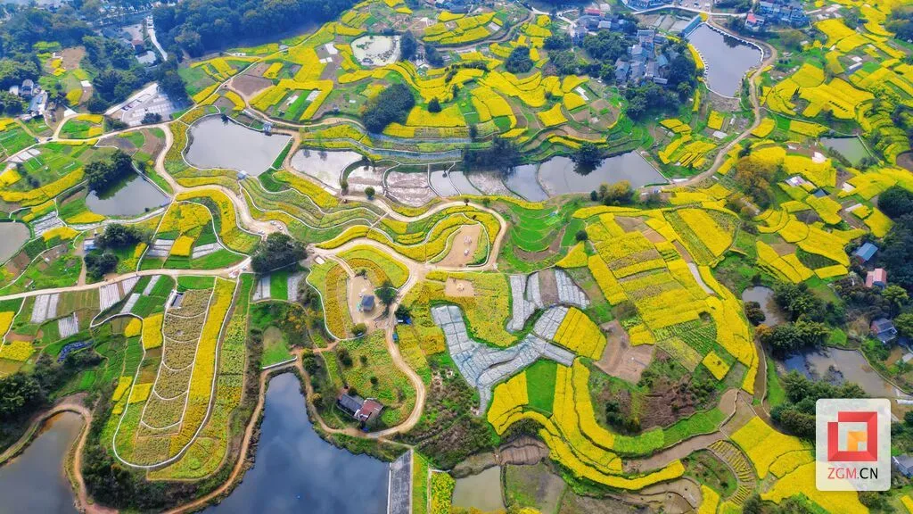 图赏盐都 春分时节恰良辰 油菜花开满地金