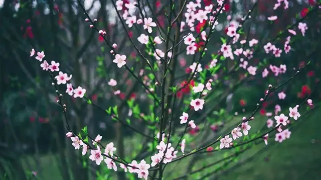 寻春意 踏春趣丨泸州这些地方花已开,坐公交打卡正当时~(图4) 4.jpg