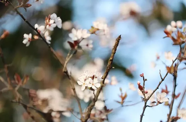 寻春意 踏春趣丨泸州这些地方花已开,坐公交打卡正当时~(图6) 6.jpg