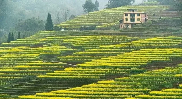 在泸州,我逢人便说春日梯田超级浪漫!(图7) 7.jpg