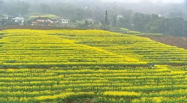在泸州,我逢人便说春日梯田超级浪漫!(图8) 8.jpg