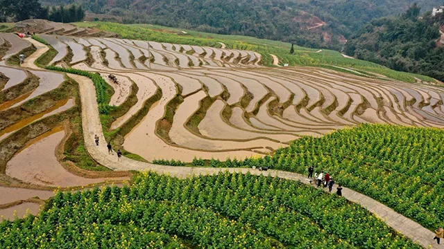在泸州,我逢人便说春日梯田超级浪漫!(图9) 9.jpg