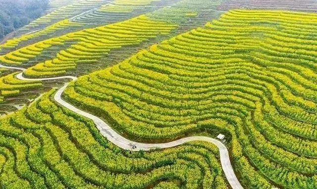 在泸州,我逢人便说春日梯田超级浪漫!(图5) 5.jpg