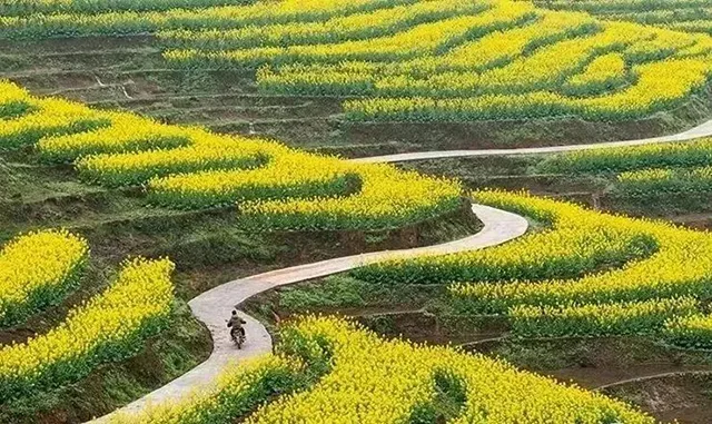 在泸州,我逢人便说春日梯田超级浪漫!(图6) 6.jpg