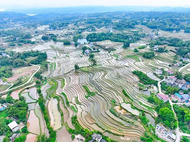 在泸州,我逢人便说春日梯田超级浪漫!(图13) 13.jpg