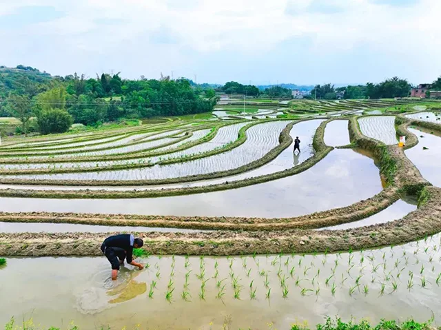 在泸州,我逢人便说春日梯田超级浪漫!(图16) 16.jpg
