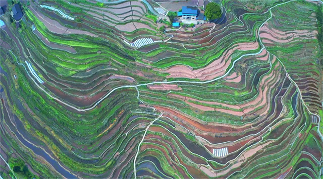 在泸州,我逢人便说春日梯田超级浪漫!(图20) 20.jpg