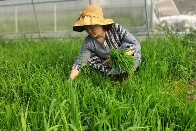 泸州市乡村女能人薛世兰:带领乡亲们种出“致富路”