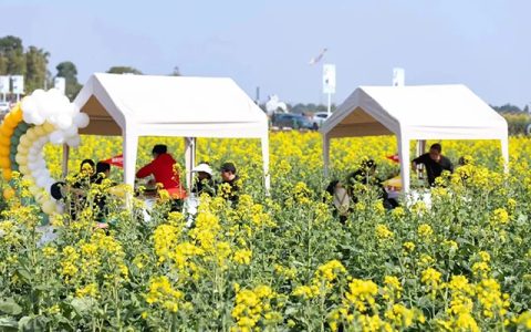 泸州郊游赏花打卡地公交出行攻略已为您准备好！一起去捕捉春色吧