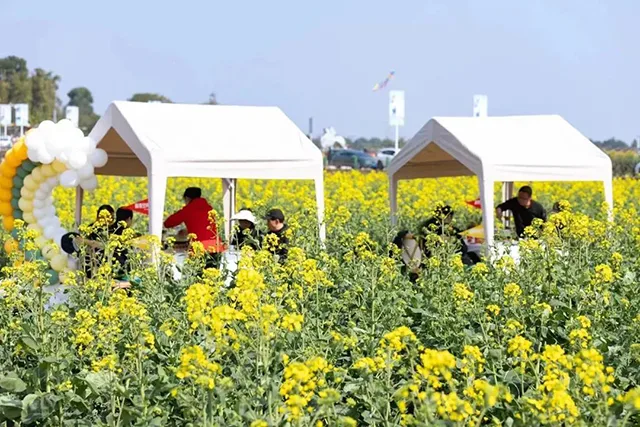 泸州郊游赏花打卡地公交出行攻略已为您准备好!一起去捕捉春色吧
