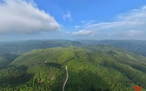 纳溪：林长制赋能，“点绿成金”守护生态画卷