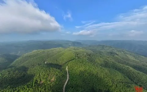纳溪：林长制赋能，“点绿成金”守护生态画卷