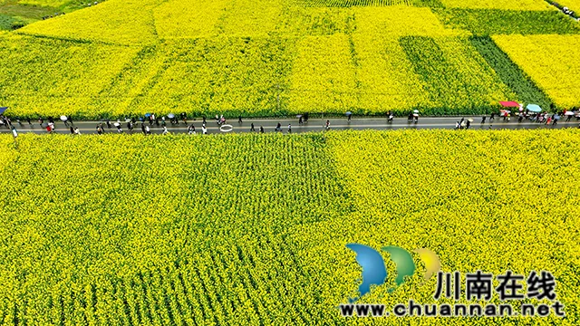 强势出圈！古蔺白沙场镇菜花文化旅游开放月正式启幕