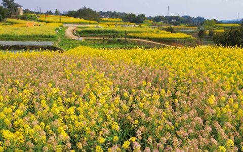 图赏盐都 春分时节恰良辰 油菜花开满地金