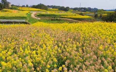 图赏盐都 春分时节恰良辰 油菜花开满地金