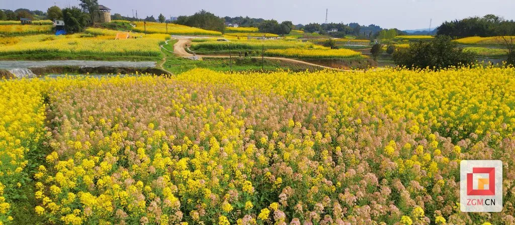 图赏盐都 春分时节恰良辰 油菜花开满地金