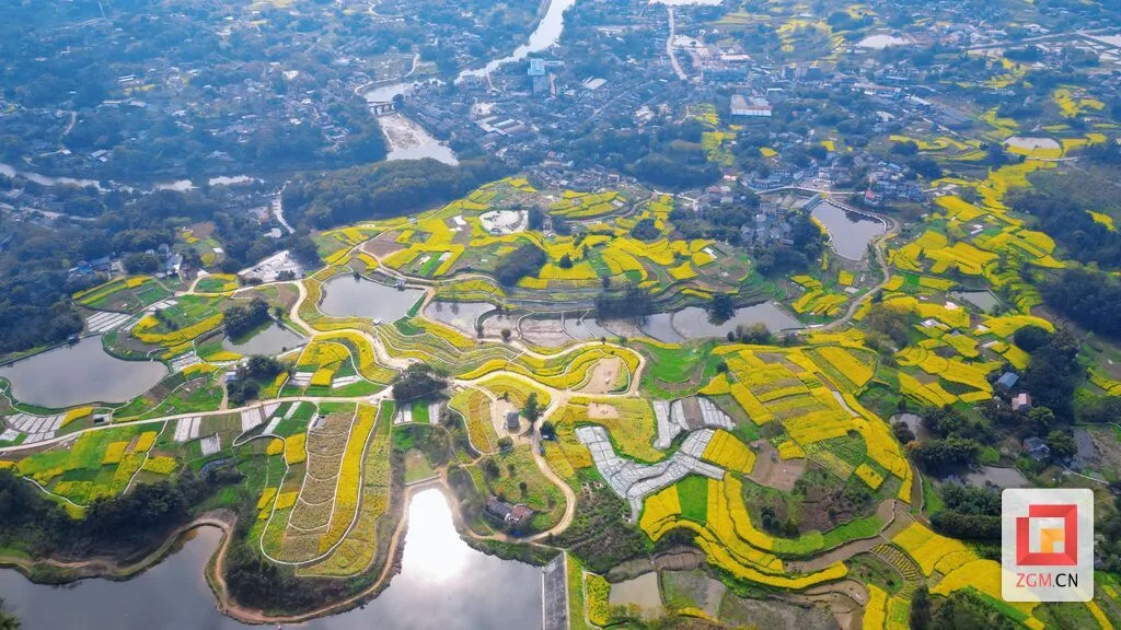 图赏盐都 春分时节恰良辰 油菜花开满地金