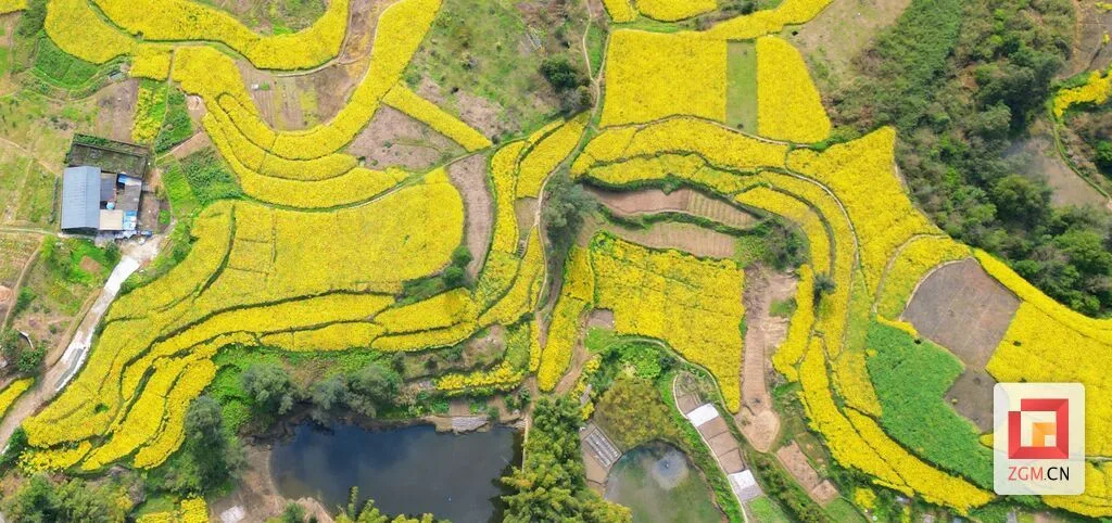 图赏盐都 春分时节恰良辰 油菜花开满地金
