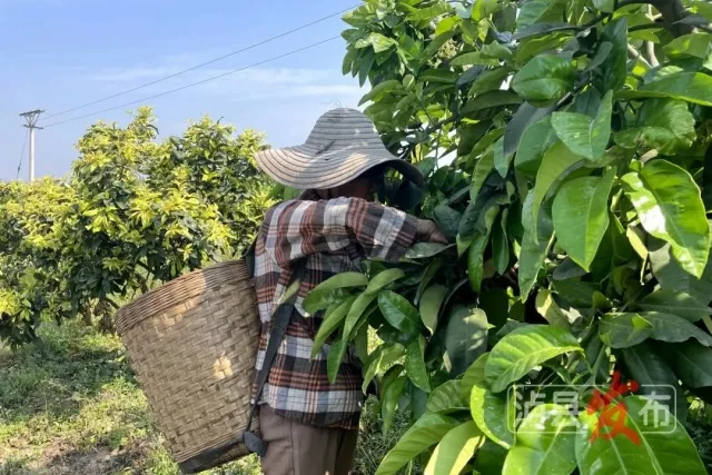 快来干了这杯泸县柚香调味茶