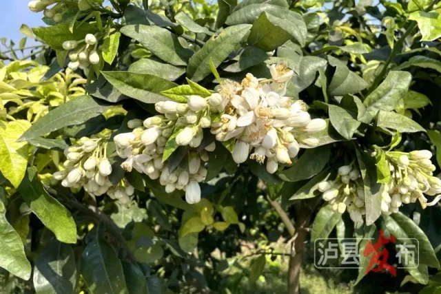 快来干了这杯泸县柚香调味茶