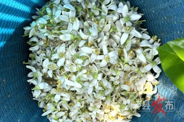 快来干了这杯泸县柚香调味茶