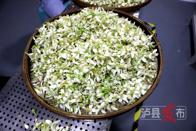 PONG香!快来干了这杯泸县柚香调味茶(图7) 6_副本.jpg