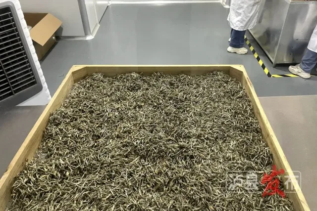 PONG香!快来干了这杯泸县柚香调味茶(图8) 7_副本.jpg