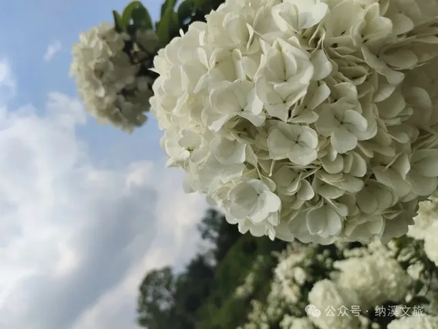 邂逅春“雪”!纳溪丰乐琼花盛放,趁知道的人少赶紧去