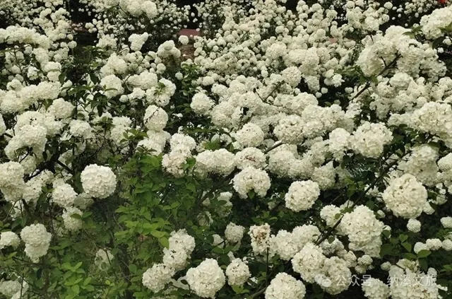 邂逅春“雪”!纳溪丰乐琼花盛放,趁知道的人少赶紧去