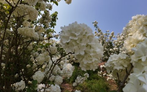 邂逅春“雪”！纳溪丰乐琼花盛放，趁知道的人少赶紧去