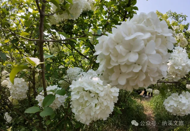 邂逅春“雪”！纳溪丰乐琼花盛放，趁知道的人少赶紧去