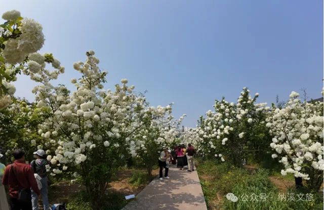 邂逅春“雪”!纳溪丰乐琼花盛放,趁知道的人少赶紧去(图7) 7.jpg