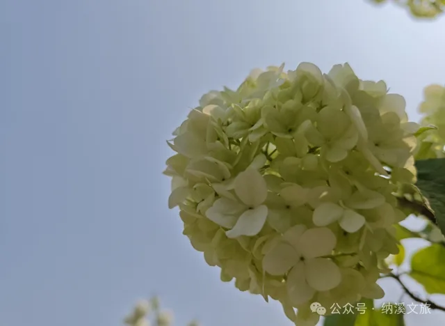 邂逅春“雪”!纳溪丰乐琼花盛放,趁知道的人少赶紧去(图5) 5.jpg