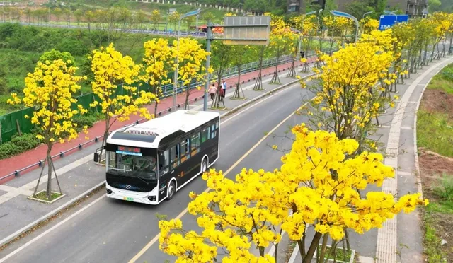 畅享春日美景!快来乘坐公交,带你打卡黄花风铃木(图1) 黄花1.jpg