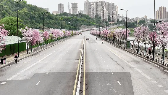 龙马潭区这处千米粉色花廊!错过等一年(图6) 6.gif
