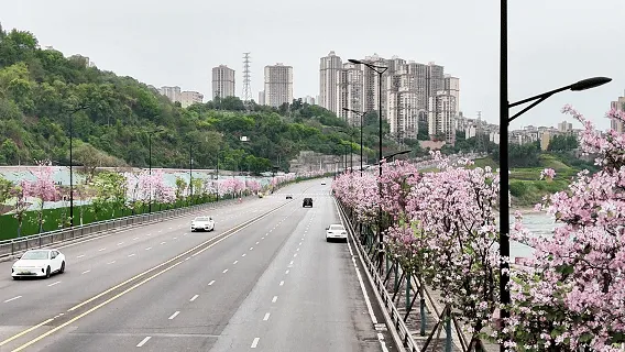 龙马潭区这处千米粉色花廊!错过等一年(图10) 10.gif