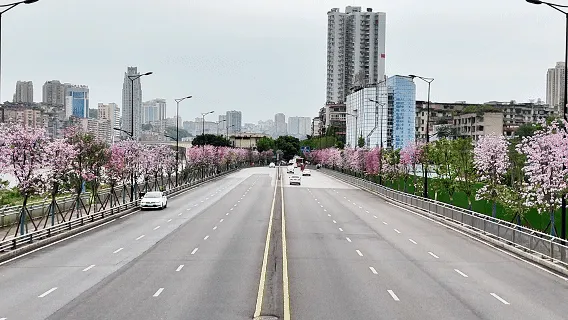 龙马潭区这处千米粉色花廊!错过等一年(图13) 13.gif